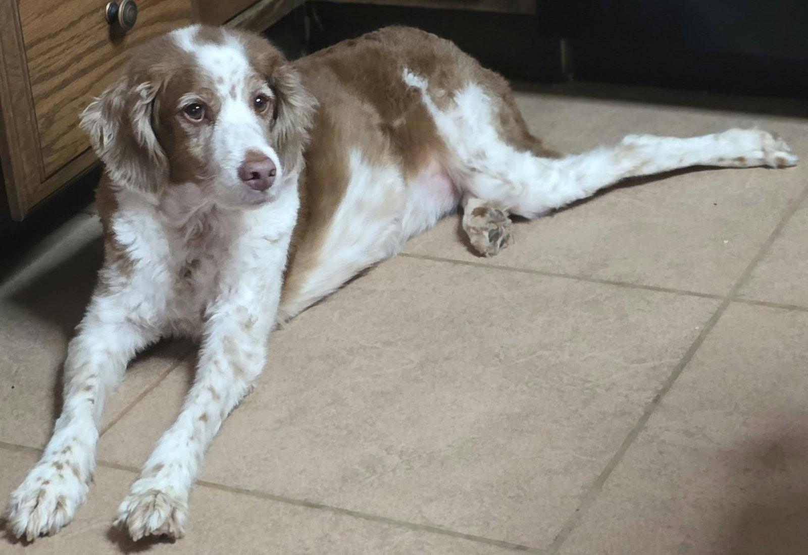 Enlarge Regina Red, a Adoptable Brittany Spaniel in Cuba, NY image 2/2