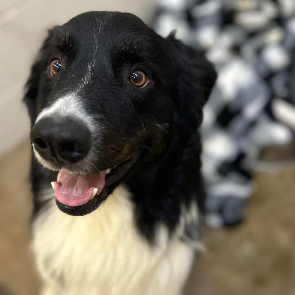 Millo, a Adoptable mixed breed in Pittsford, VT image 1/2