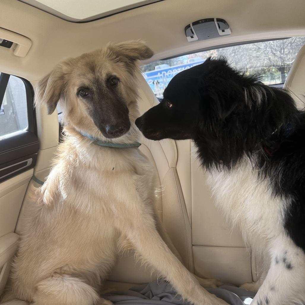 Millo, a Adoptable mixed breed in Pittsford, VT image 2/2