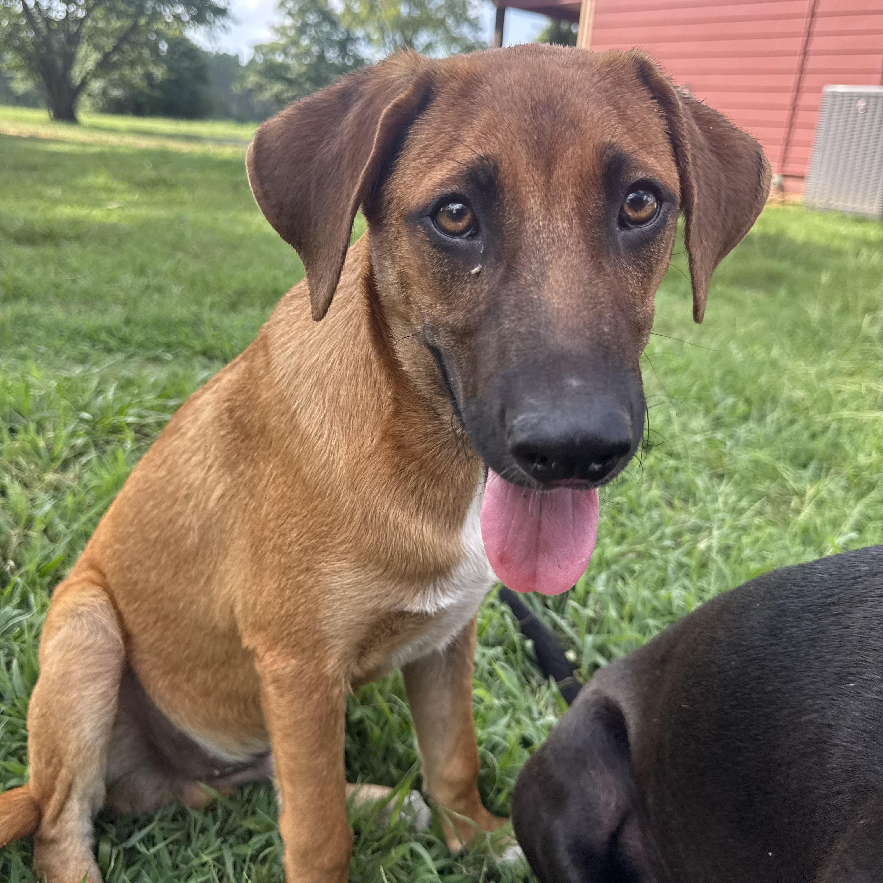 Greg, an adopted Black Mouth Cur in Louisville, KY image 5/6