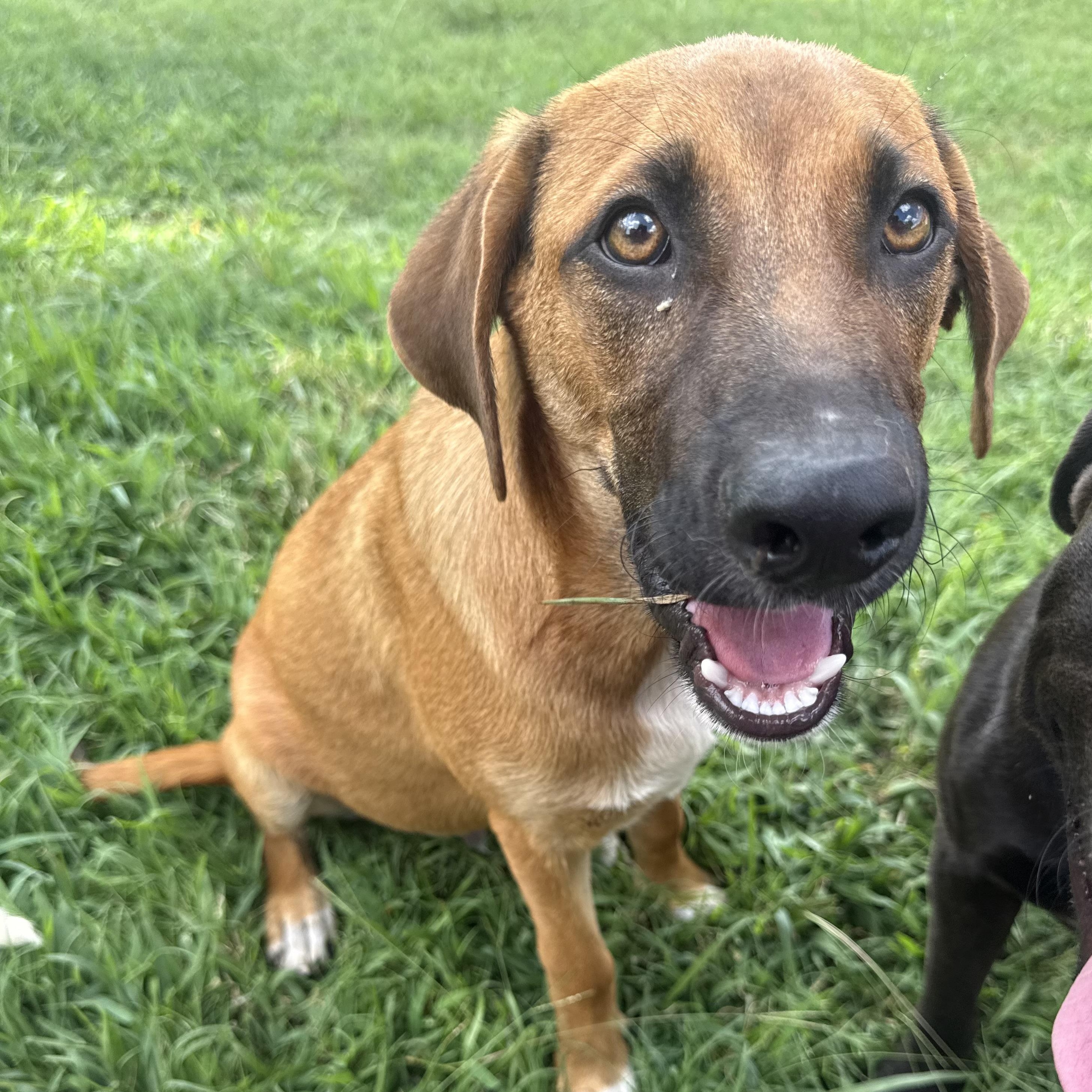 Greg, adopted, Puppy Male Black Mouth Cur.