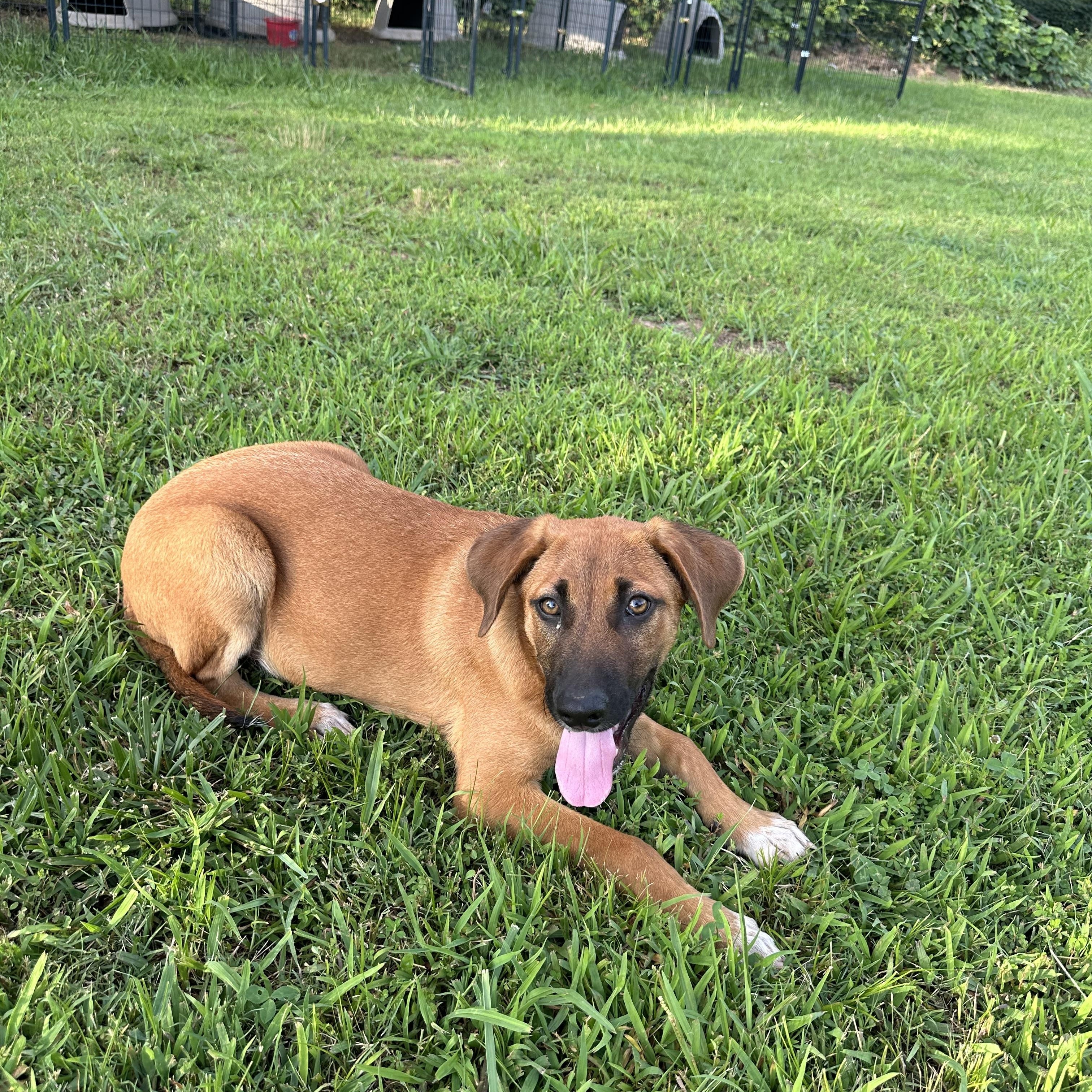 Greg, an adopted Black Mouth Cur in Louisville, KY image 6/6