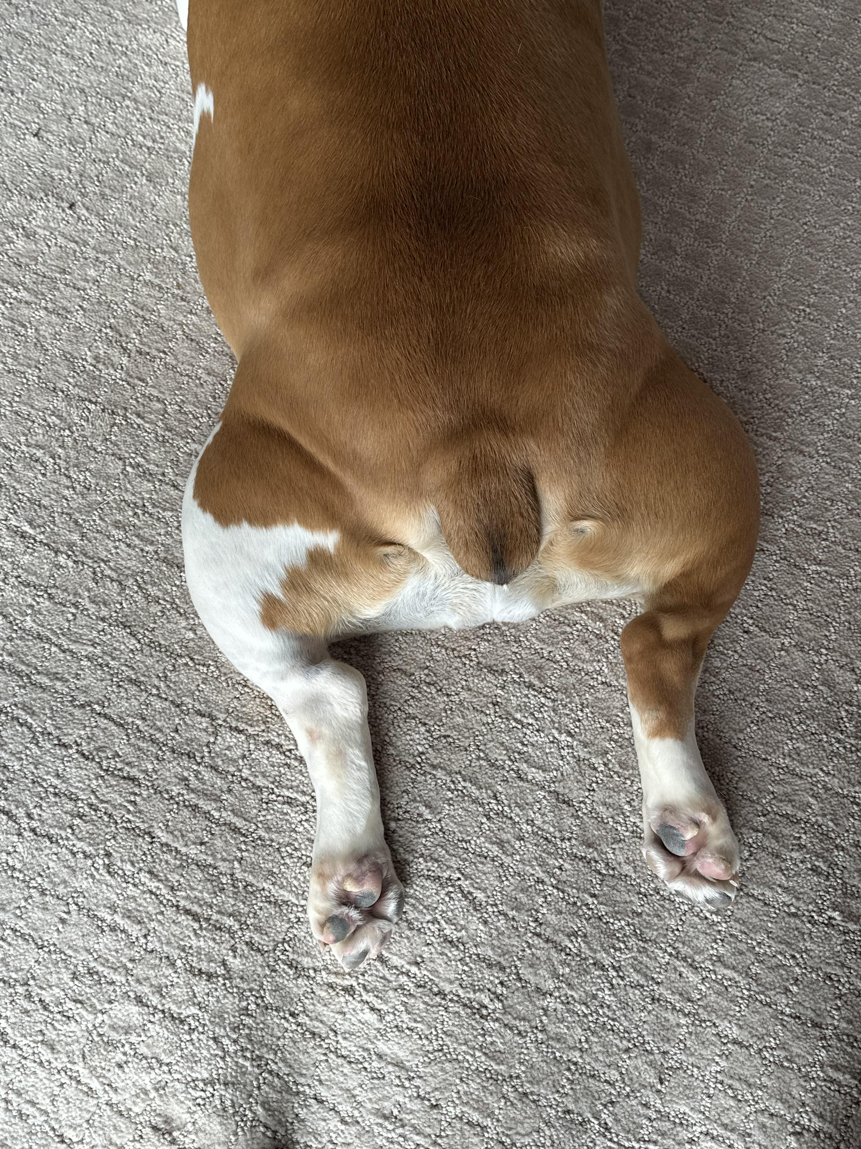 Enlarge Chika, a ADOPTABLE Bulldog in Pittsburgh, PA image 4/4