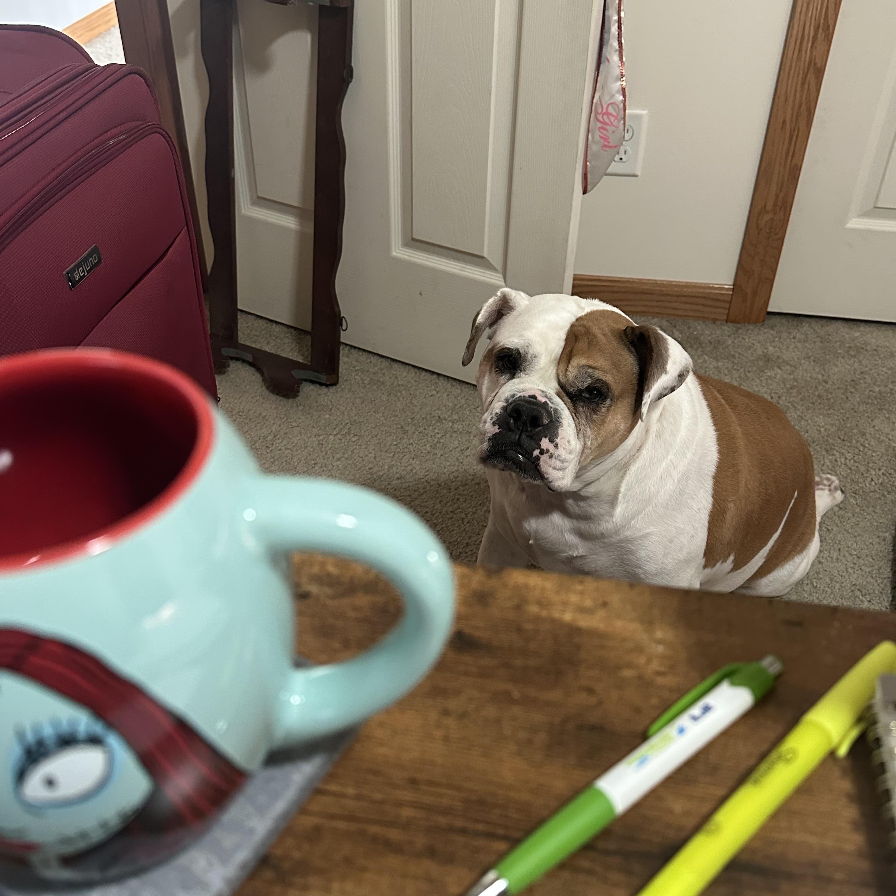 Enlarge Chika, a ADOPTABLE Bulldog in Pittsburgh, PA image 3/4