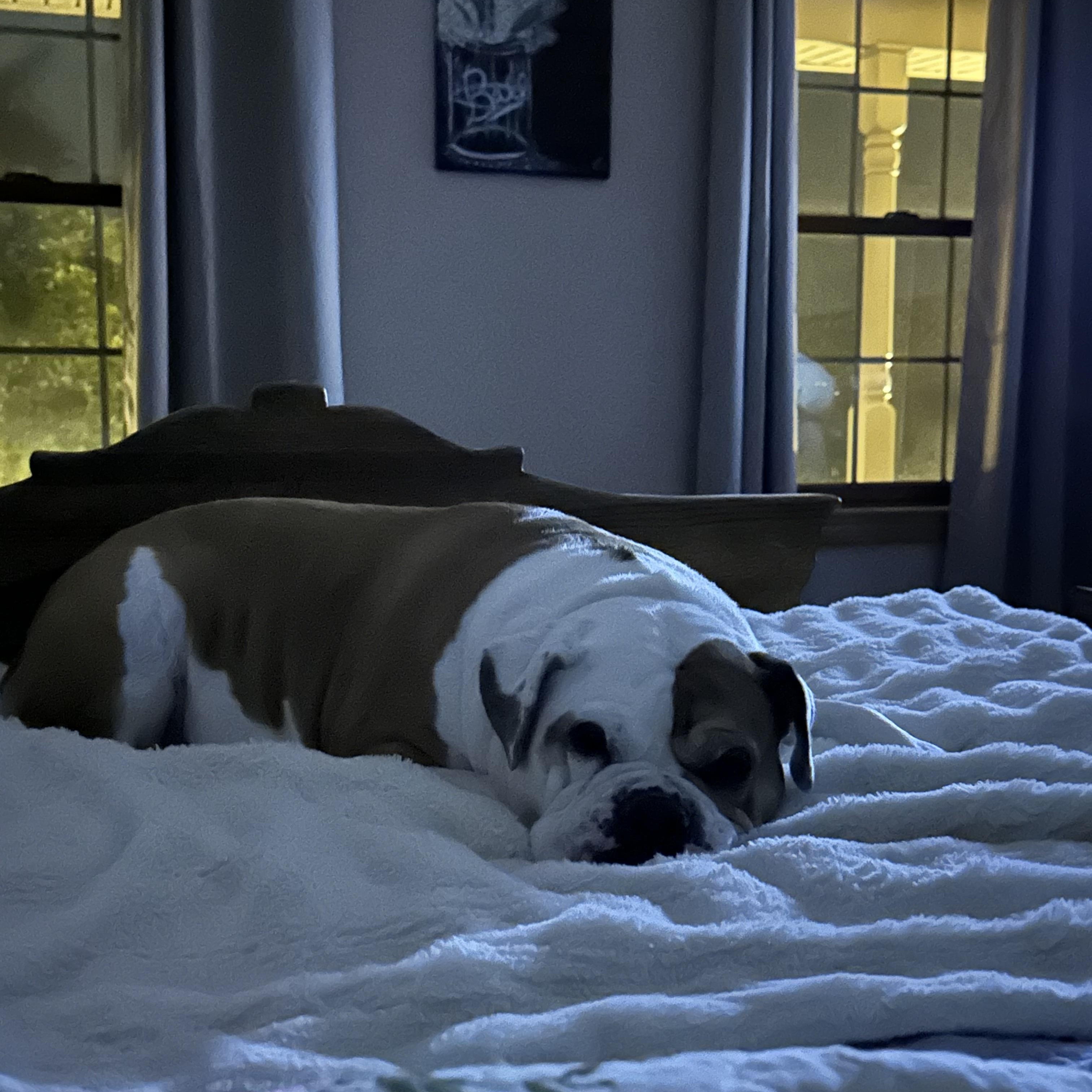 Enlarge Chika, a ADOPTABLE Bulldog in Pittsburgh, PA image 2/4