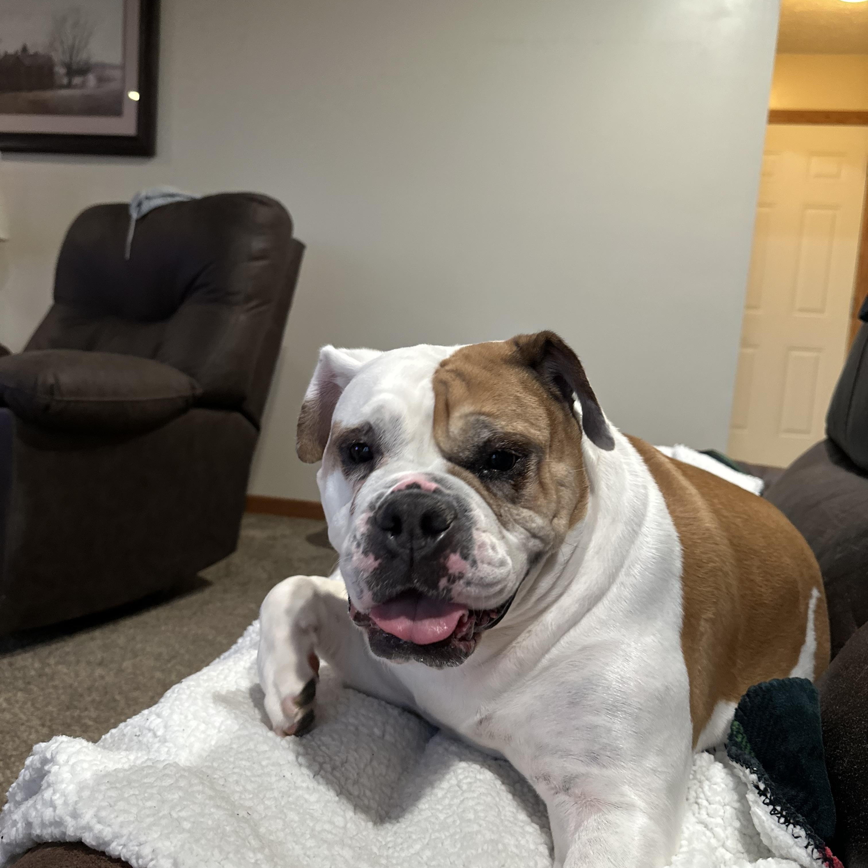 Enlarge Chika, a ADOPTABLE Bulldog in Pittsburgh, PA image 1/4