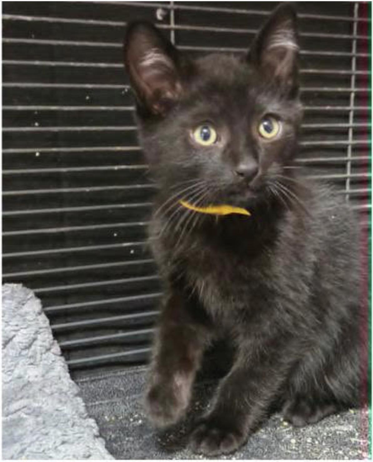 Enlarge Clover, a ADOPTABLE Domestic Short Hair in Eugene, OR image 2/4
