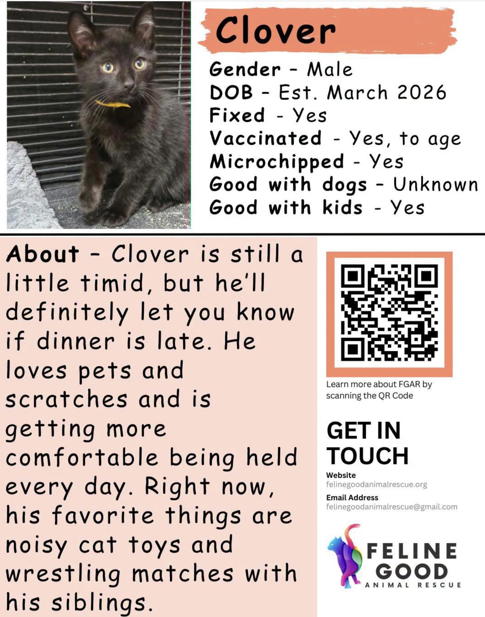 Enlarge Clover, a ADOPTABLE Domestic Short Hair in Eugene, OR image 4/4