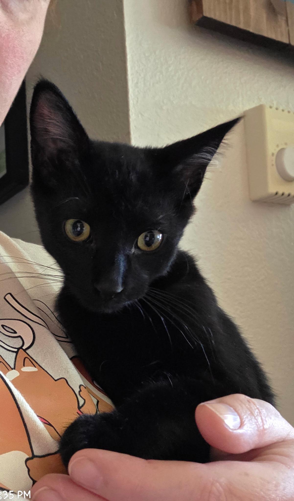 Clover, ADOPTABLE, Kitten Male Domestic Short Hair.