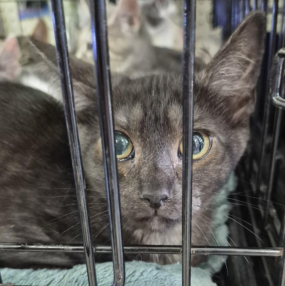 Enlarge Clover, a ADOPTABLE Domestic Short Hair in Eugene, OR image 3/4
