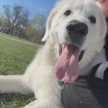 Oshie, Adoptable, Young Male Great Pyrenees.