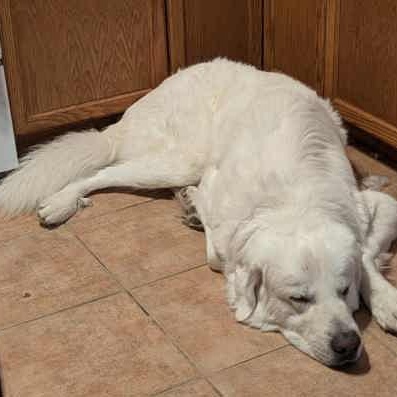 Oshie, a Adoptable mixed breed in Perth, ON image 2/2