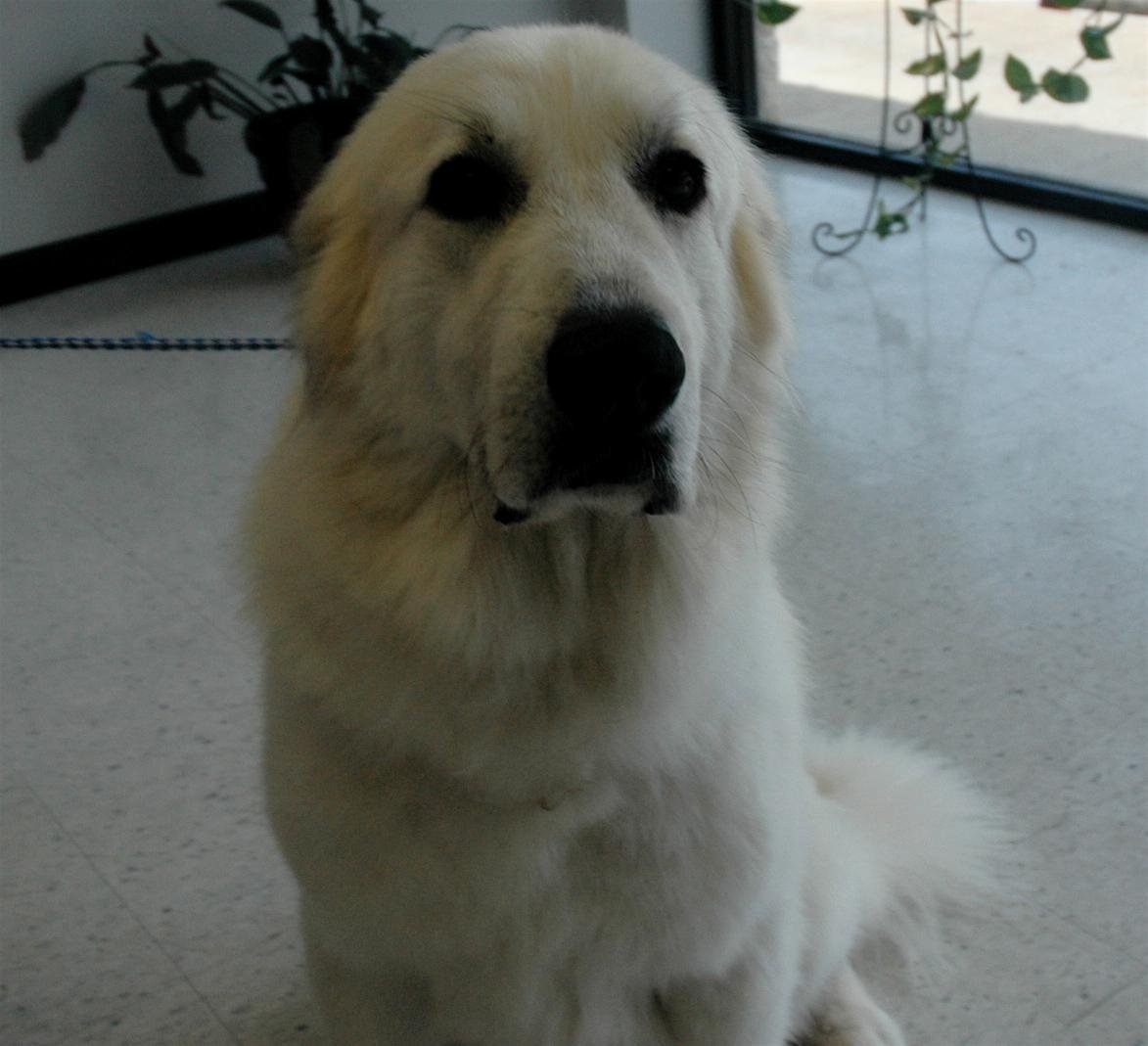 LuLu, Adopted, Young Female Great Pyrenees.