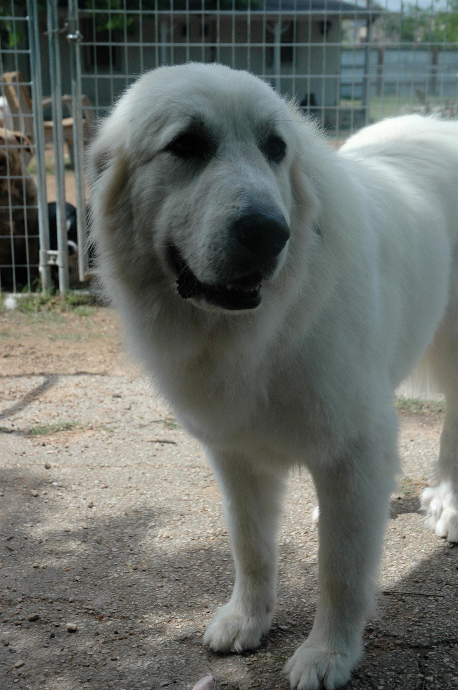LuLu, a Adopted Great Pyrenees in San Francisco, CA image 2/4