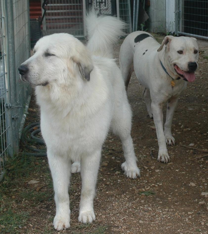 LuLu, a Adopted Great Pyrenees in San Francisco, CA image 3/4