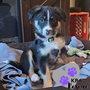 Enlarge Trumpet - Brass Litter, a Adoptable mixed breed in Kenai, AK image 1/6