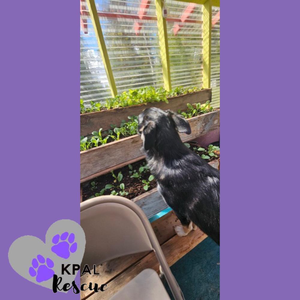 Enlarge Trumpet - Brass Litter, a Adoptable mixed breed in Kenai, AK image 2/6