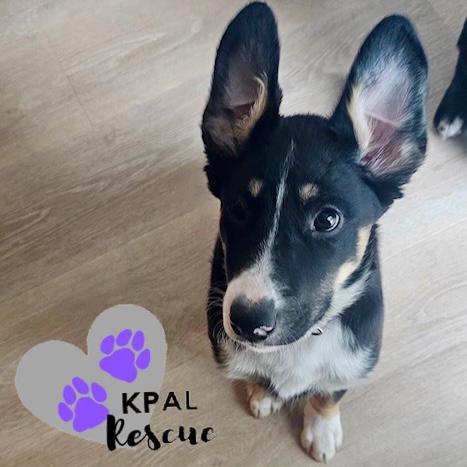 Enlarge Trumpet - Brass Litter, a Adoptable mixed breed in Kenai, AK image 3/6