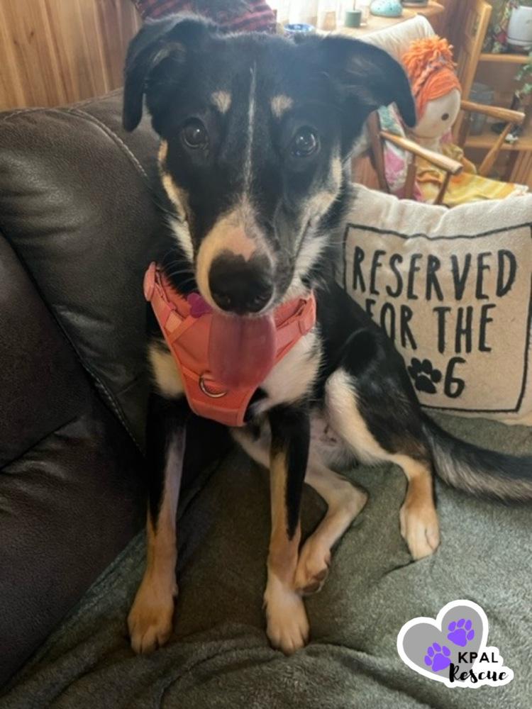 Enlarge Trumpet - Brass Litter, a Adoptable mixed breed in Kenai, AK image 5/6