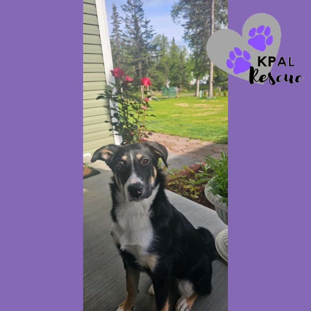 Enlarge Trumpet - Brass Litter, a Adoptable mixed breed in Kenai, AK image 6/6