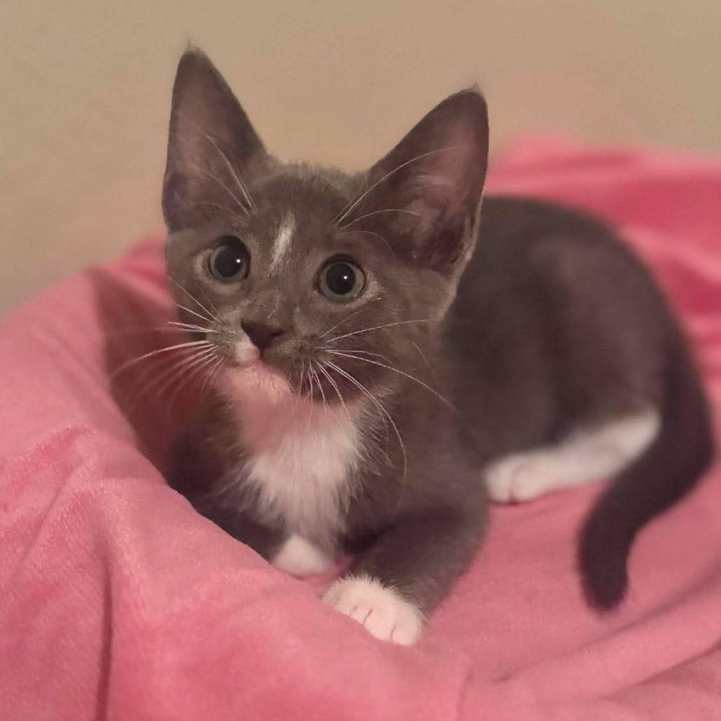 Roxy, a Adoptable Domestic Short Hair in Redmond, WA image 1/3