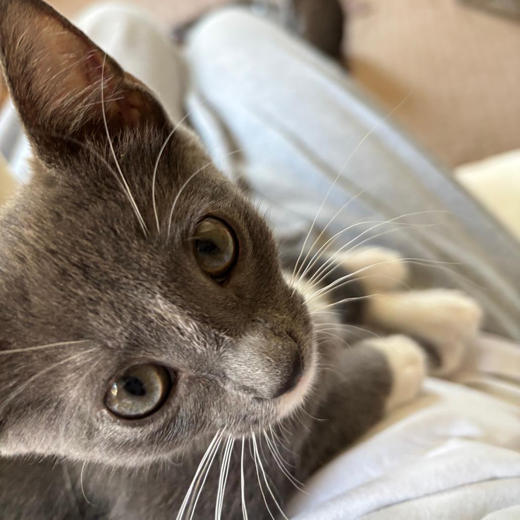 Roxy, a Adoptable Domestic Short Hair in Redmond, WA image 3/3