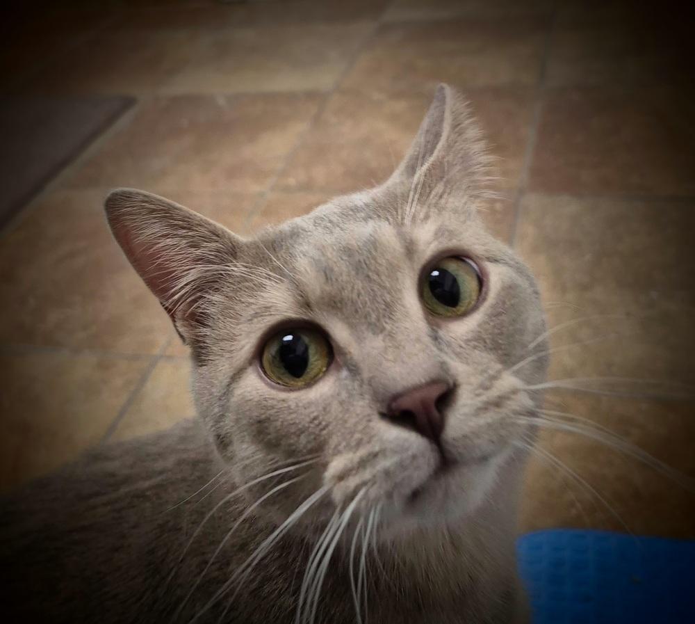 Guapo, Adoptable, Adult Male Domestic Short Hair.