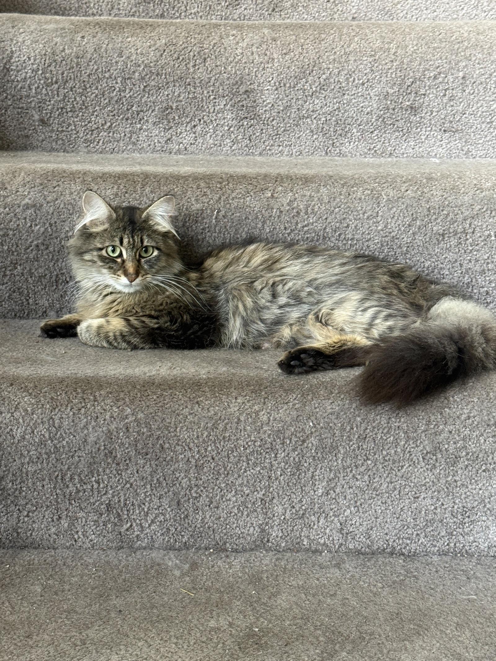 Emmy, Adoptable, Adult Female Domestic Medium Hair.