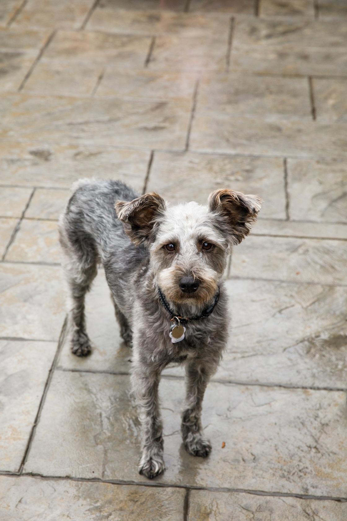 Enlarge Pimienta, a ADOPTABLE mixed breed in Mississauga, ON image 2/6