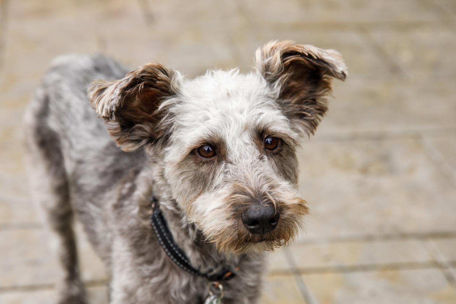 Enlarge Pimienta, a ADOPTABLE mixed breed in Mississauga, ON image 3/6