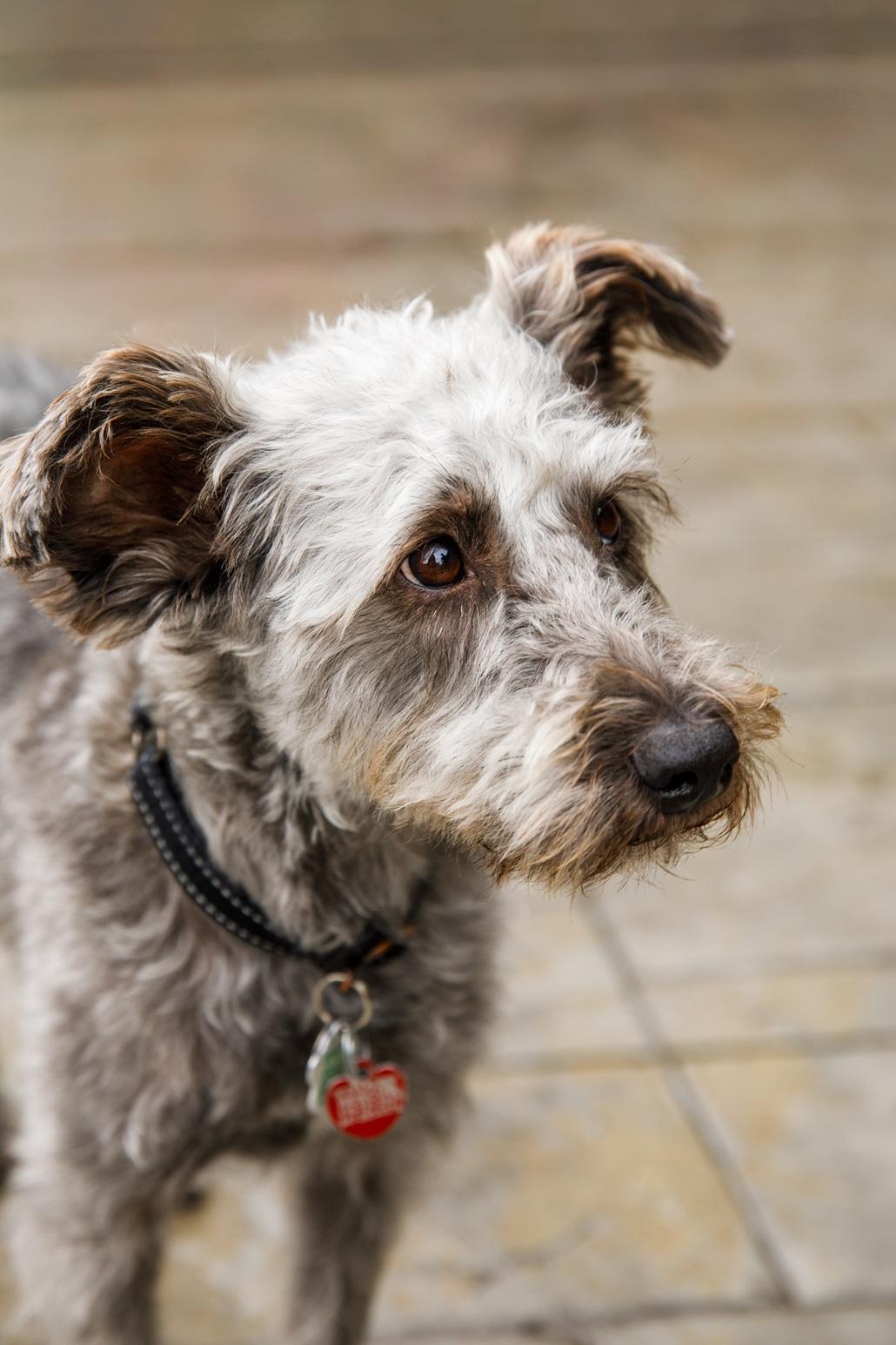 Enlarge Pimienta, a ADOPTABLE mixed breed in Mississauga, ON image 5/6