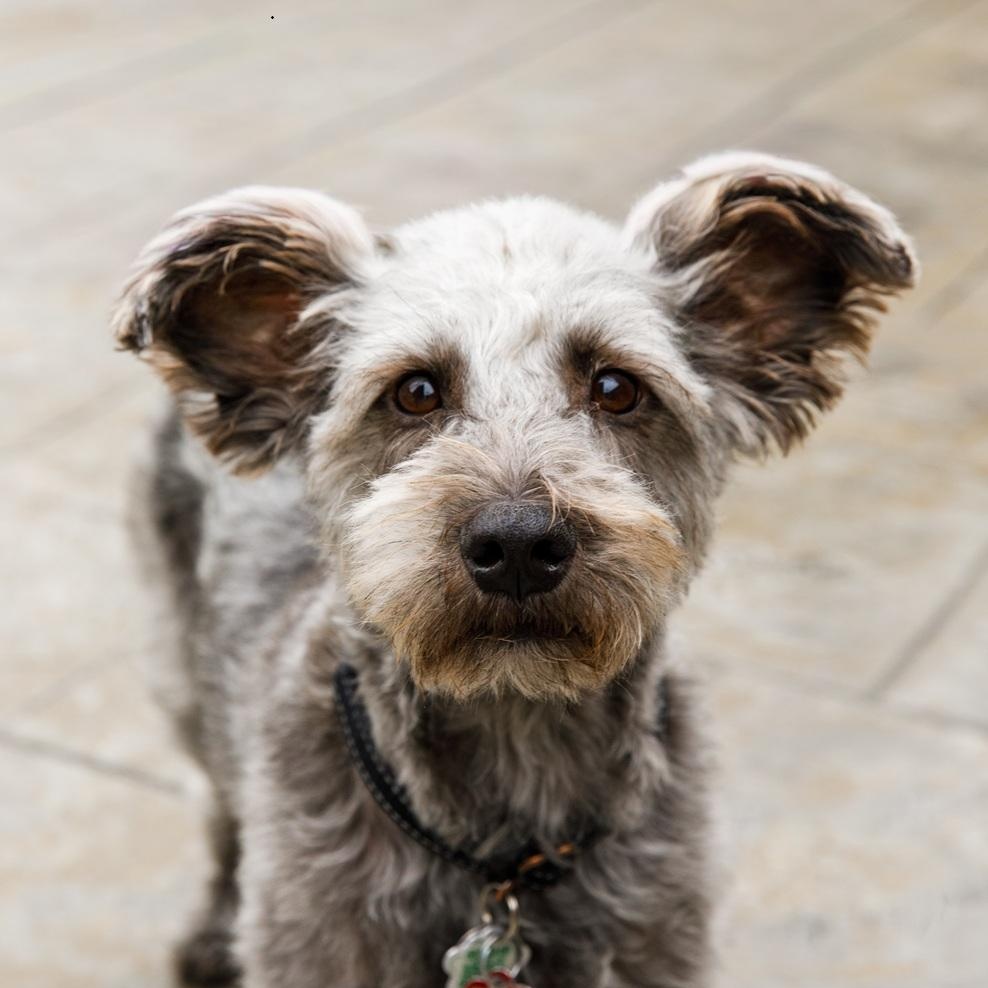 Enlarge Pimienta, a ADOPTABLE mixed breed in Mississauga, ON image 1/6