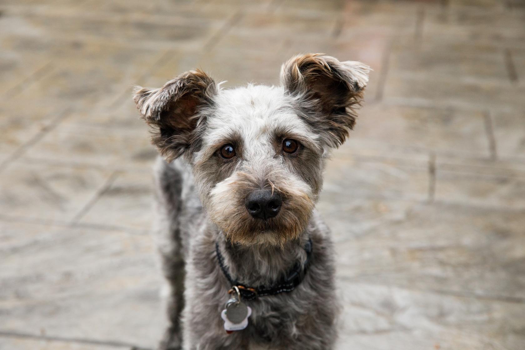 Enlarge Pimienta, a ADOPTABLE mixed breed in Mississauga, ON image 6/6