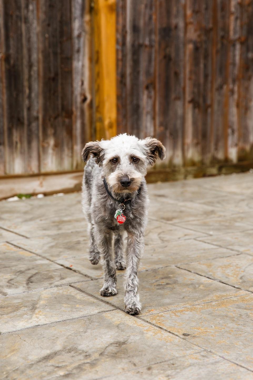 Enlarge Pimienta, a ADOPTABLE mixed breed in Mississauga, ON image 4/6