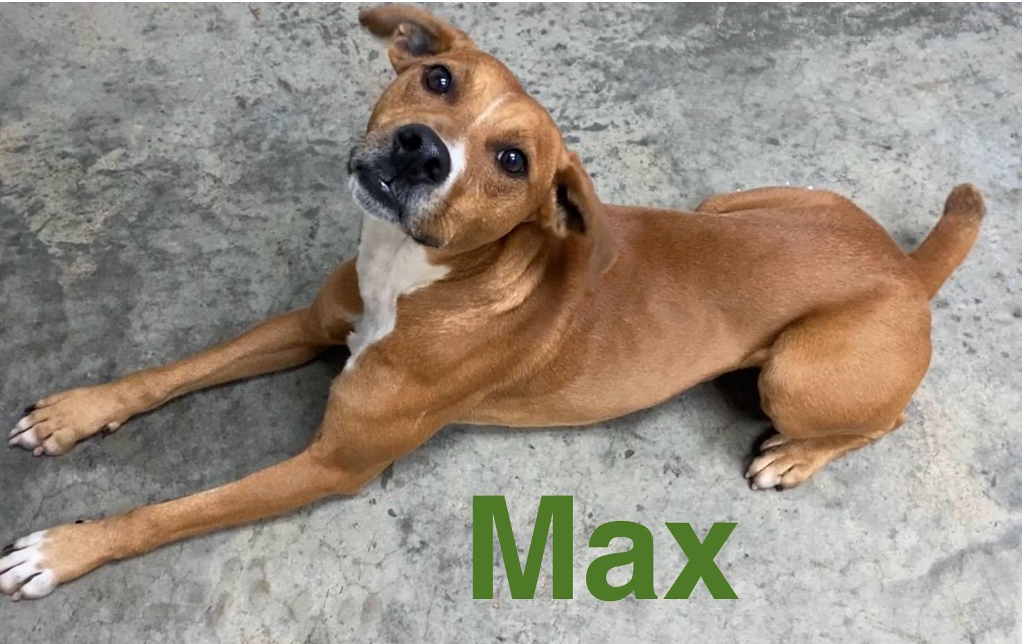 Enlarge Max, a ADOPTABLE Mixed Breed in Pomeroy, OH image 1/3