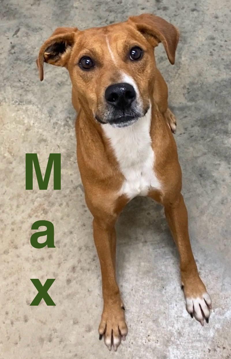 Enlarge Max, a ADOPTABLE Mixed Breed in Pomeroy, OH image 2/3