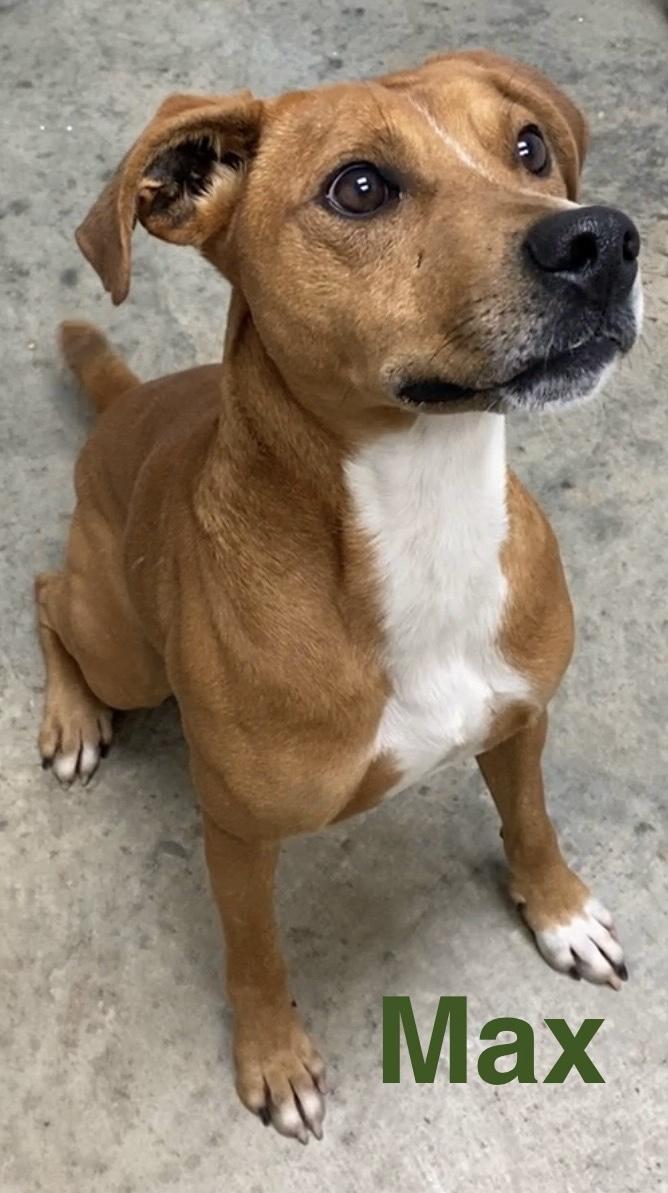 Enlarge Max, a ADOPTABLE Mixed Breed in Pomeroy, OH image 3/3