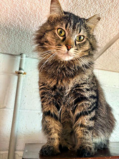 Toby, Young Male Domestic Medium Hair