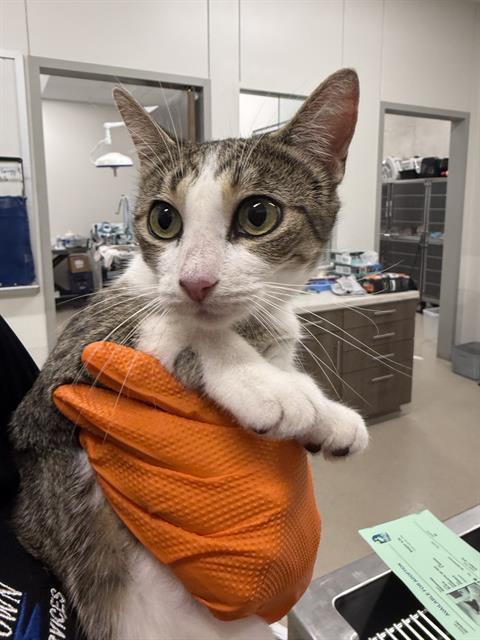 Enlarge GAMORA, a Adoptable Domestic Short Hair in Baytown, TX image 1/1