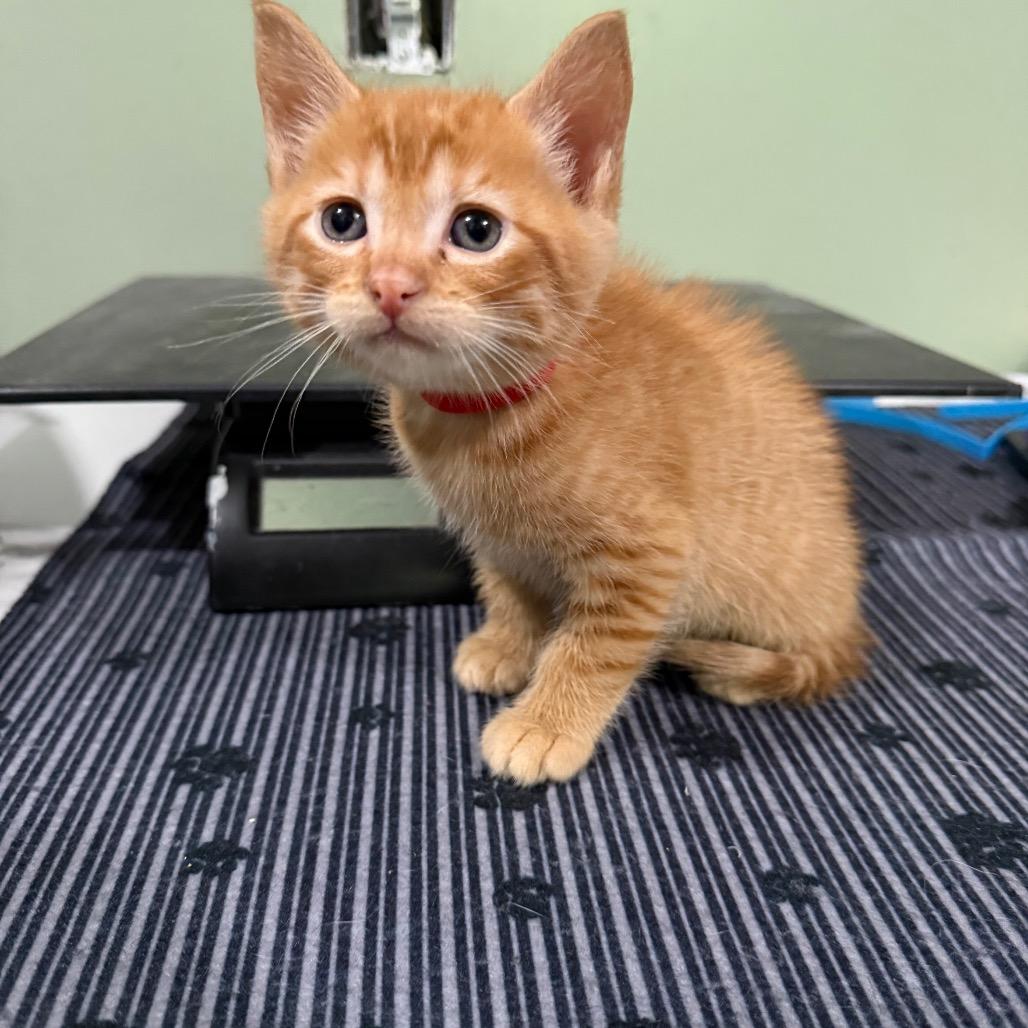 Red Orange, Adoptable, Kitten Male Domestic Short Hair.