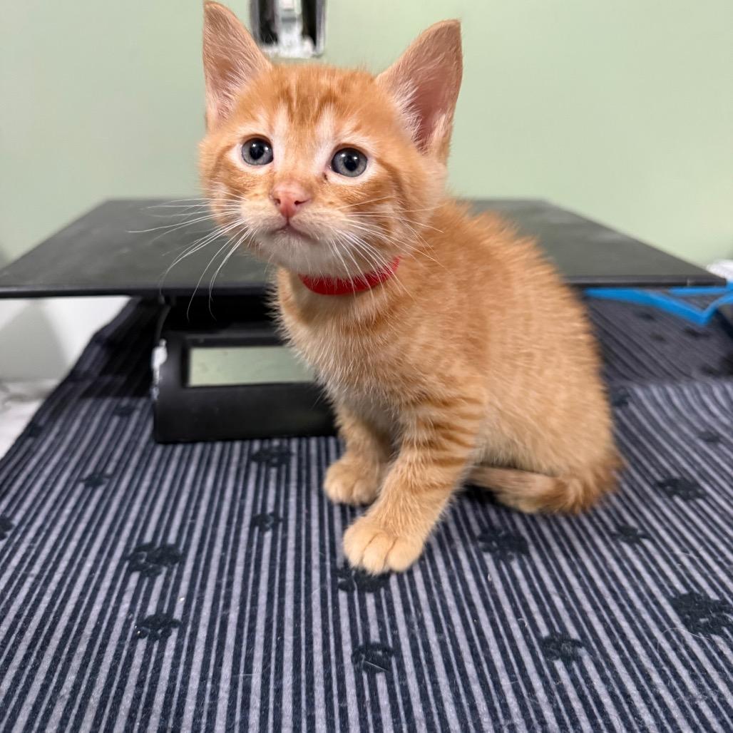 Enlarge Red Orange, a Adoptable Domestic Short Hair in Ferndale, WA image 2/2