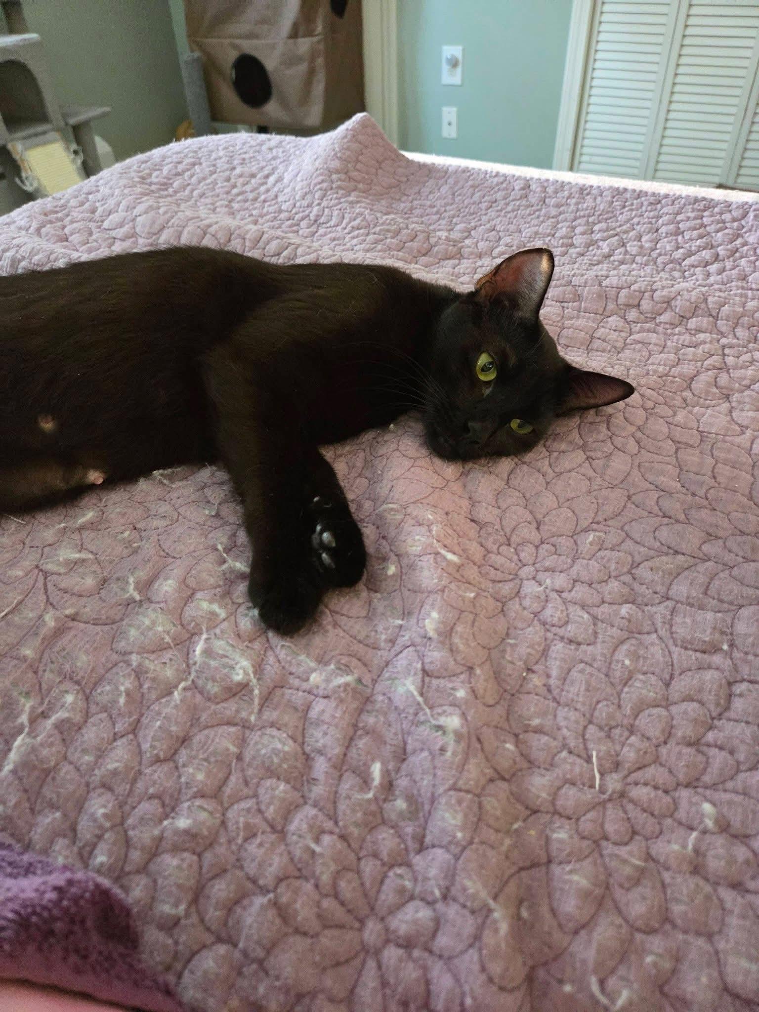 Enlarge Eclipse , a ADOPTABLE Domestic Short Hair in Enfield, CT image 2/2