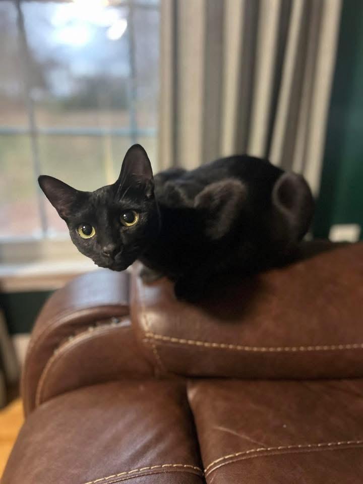 Enlarge Eclipse , a ADOPTABLE Domestic Short Hair in Enfield, CT image 1/2