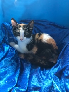 Keiko, a Adoptable Calico image 1/3