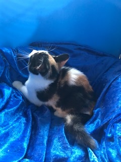 Keiko, a Adoptable Calico image 2/3