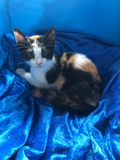 Keiko, Adoptable, Kitten Female Calico.