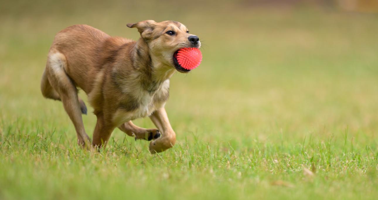 Enlarge MAXIMUS- MONTGOMERY, TX, a ADOPTABLE mixed breed in Conroe, TX image 3/4
