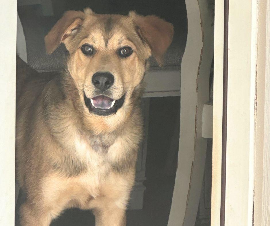 Enlarge MAXIMUS- MONTGOMERY, TX, a ADOPTABLE mixed breed in Conroe, TX image 1/4