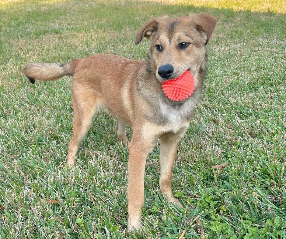 Enlarge MAXIMUS- MONTGOMERY, TX, a ADOPTABLE mixed breed in Conroe, TX image 4/4