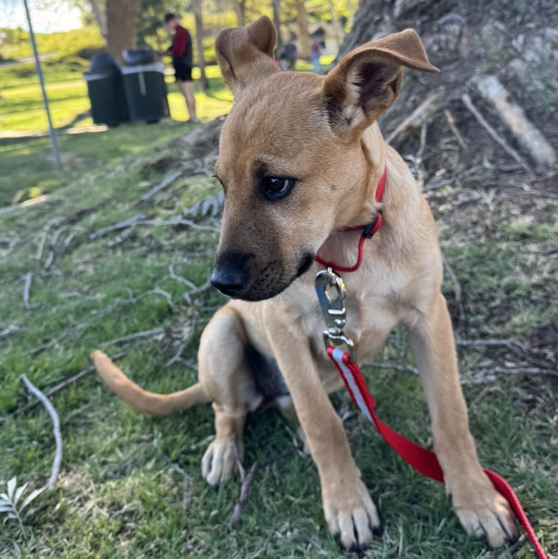 Enlarge LINDA 5 to 6 months 30 pounds, an adopted mixed breed in Aliso Viejo, CA image 2/6